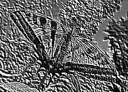 Skamielina