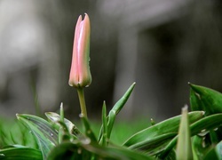 Oryginalny obrazek