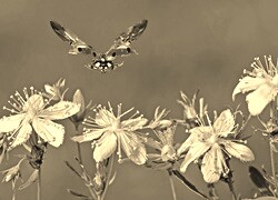 Szary + Sepia
