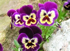 Oryginalny obrazek