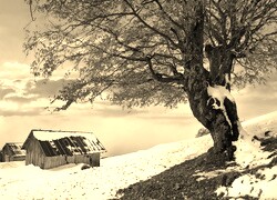 Szary + Sepia
