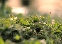 Oryginalny obrazek