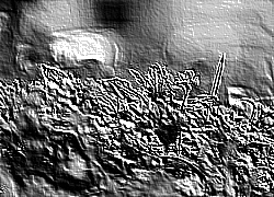 Skamielina