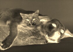 Sepia + Negatyw
