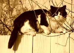 Sepia