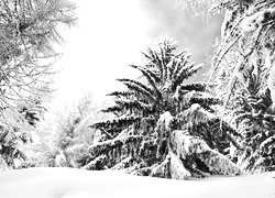 Szary + Sepia