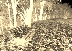 Sepia + Negatyw