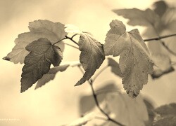 Szary + Sepia
