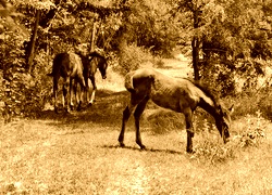 Sepia