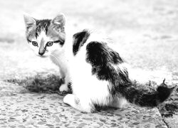 Szary + Sepia