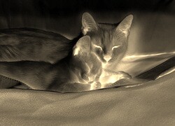 Sepia + Negatyw