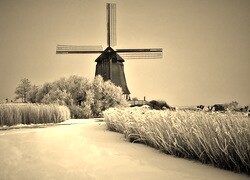 Szary + Sepia