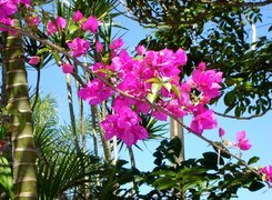 Oryginalny obrazek
