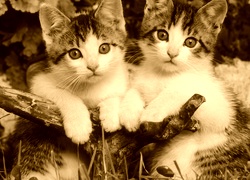 Sepia