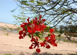 Oryginalny obrazek