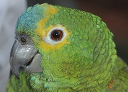 Oryginalny obrazek