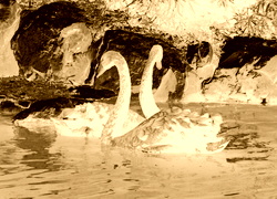 Sepia + Negatyw