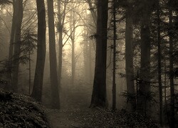 Szary + Sepia