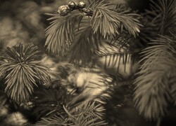 Sepia
