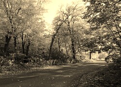 Szary + Sepia