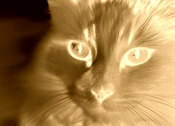 Sepia + Negatyw