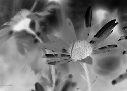 Szary + Negatyw