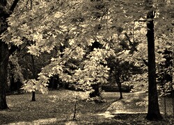 Szary + Sepia