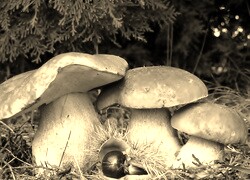 Sepia