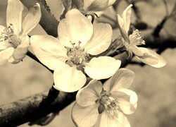 Szary + Sepia