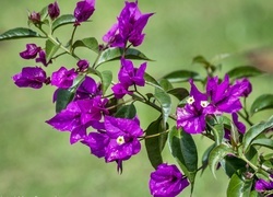 Oryginalny obrazek