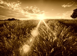 Sepia