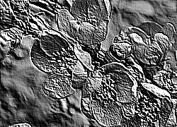 Skamielina