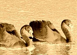 Sepia + Negatyw