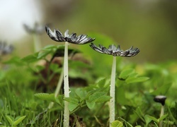 Oryginalny obrazek