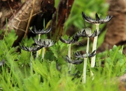 Oryginalny obrazek