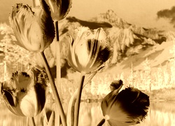 Sepia + Negatyw