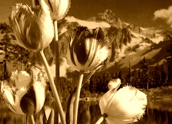 Sepia