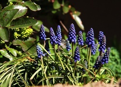 Oryginalny obrazek