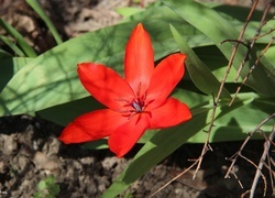 Oryginalny obrazek