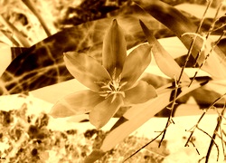 Sepia + Negatyw