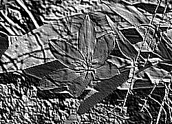 Skamielina