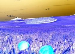 Negatyw