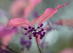 Oryginalny obrazek