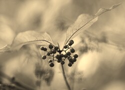 Szary + Sepia