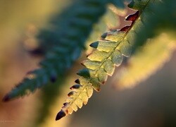 Oryginalny obrazek
