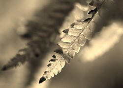 Sepia