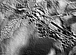 Skamielina
