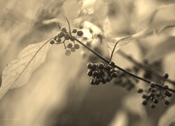 Szary + Sepia