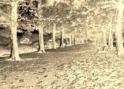 Sepia + Negatyw