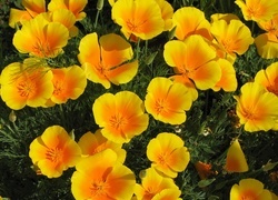 Oryginalny obrazek